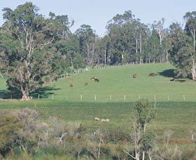 Scenic Drives - Bunbury Collie Donnybrook - Local Tourism 0