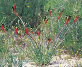 Kalbarri Wildflower Centre - Local Tourism 0