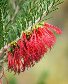 Ethel Daw Scenic Drive - Bed n Breakfasts 0