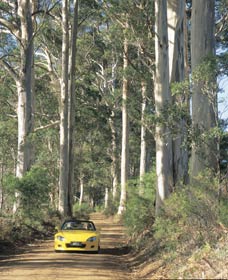 Scotsdale Tourist Drive - Local Tourism 0
