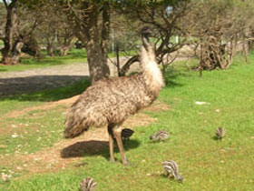 Minlaton Fauna Park - Accommodation Australia 0