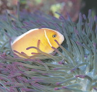 Rowley Shoals - Accommodation Australia