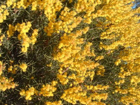 Dalwallinu WA Local Tourism