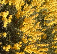 Dalwallinu Remnant Bushland - Local Tourism