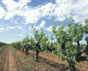 Blackwood Meadery - Accommodation Australia 0