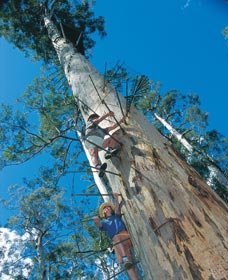Dave Evans Bicentennial Tree - Accommodation Australia 0