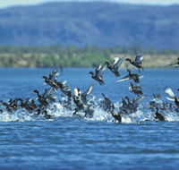 Ord River - Accommodation Australia