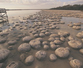 Yalgorup National Park - Accommodation Australia 0