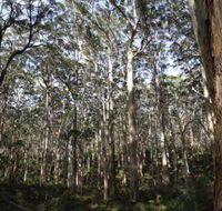Boranup Karri Forest - Local Tourism