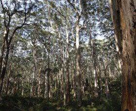 Boranup Karri Forest - Accommodation Australia 0