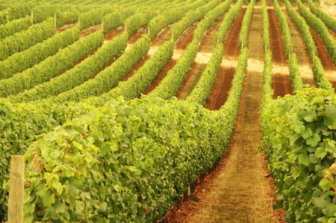 Xanadu Wines - Accommodation Australia 0