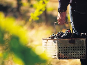 Burge Family Winemakers - Local Tourism 0