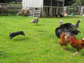 Echo Farm - Bed n Breakfasts 0