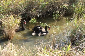 Riverside TAS Australia Shopping