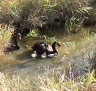 Tamar Island Wetlands Reserve and Interpretation Centre - Australia Shopping