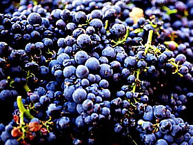 Laurel Bank Vineyard - Accommodation Australia 0