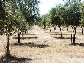 Talinga Grove Olive Oils - Accommodation Australia 0