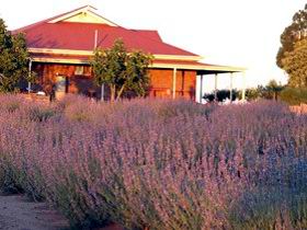 Bella Lavender Estate - Accommodation Australia 0