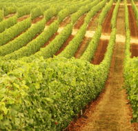 Schild Estate Wines - Accommodation Australia