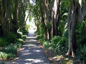 Adelaide Botanic Garden - Accommodation Australia 0