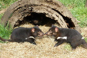 Wing's Wildlife Park - Australia Shopping 0
