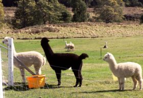 Maydena Country Cabins Accommodation & Alpaca Stud - Local Tourism 0