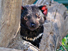 Trowunna Wildlife Sanctuary - Local Tourism 0
