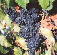 Darlington Vineyard - Local Tourism