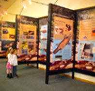 Platypus Experience - Local Tourism