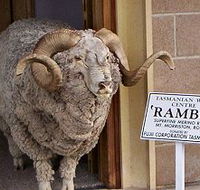Tasmanian Wool Centre - Local Tourism
