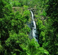 Kondalilla National Park - Accommodation Australia