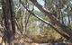Black Mountain - thumb 0