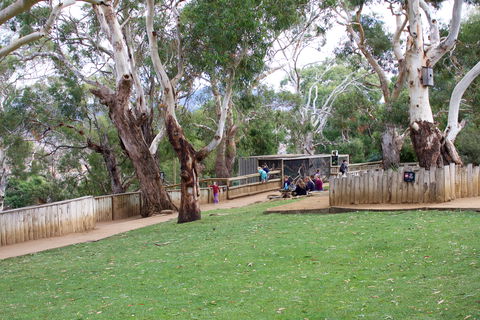 Bonorong Wildlife Sanctuary - Accommodation Australia 2