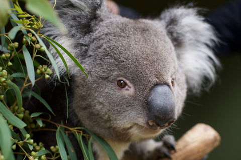 Bonorong Wildlife Sanctuary - Accommodation Australia 3