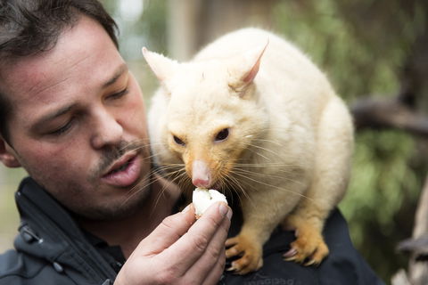 Bonorong Wildlife Sanctuary - Accommodation Australia 4