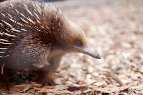 Bonorong Wildlife Sanctuary - Accommodation Australia 5