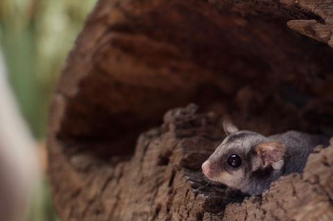 Bonorong Wildlife Sanctuary - Accommodation Australia 6