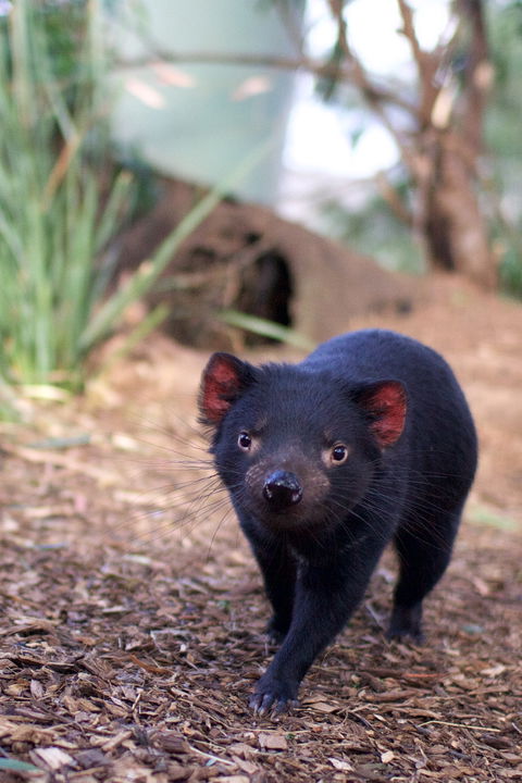 Bonorong Wildlife Sanctuary - Accommodation Australia 7