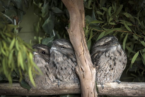 Bonorong Wildlife Sanctuary - Accommodation Australia 8