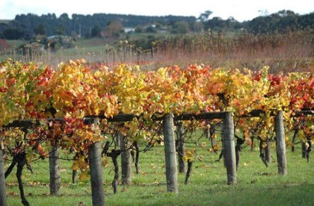 Apsley Gorge Vineyard - Accommodation Australia 0