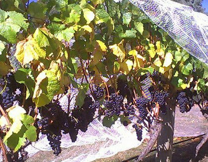 Palmara Vineyard - Local Tourism 0