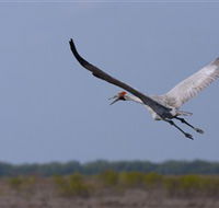 Gayngaru Wetlands Interpretive Walk - Local Tourism