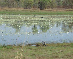 Leaning Tree Lagoon Nature Park - Local Tourism 0