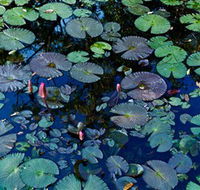 Pine Creek Water Gardens - Local Tourism