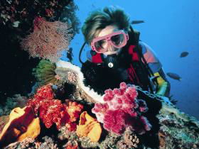 Cook Island Dive Site - Australia Shopping 0