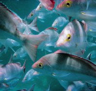 Palm Beach Reef Dive Site - Local Tourism