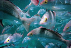 Palm Beach Reef Dive Site - Local Tourism 0