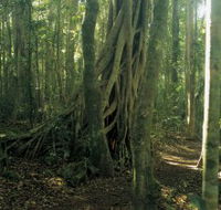 Lamington National Park Binna Burra Section - Local Tourism