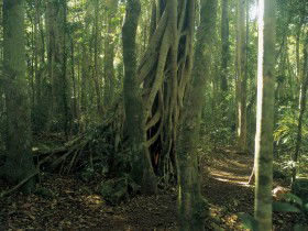 Lamington National Park, Binna Burra Section - Australia Shopping 0