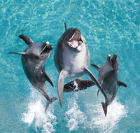 Sea World - Local Tourism